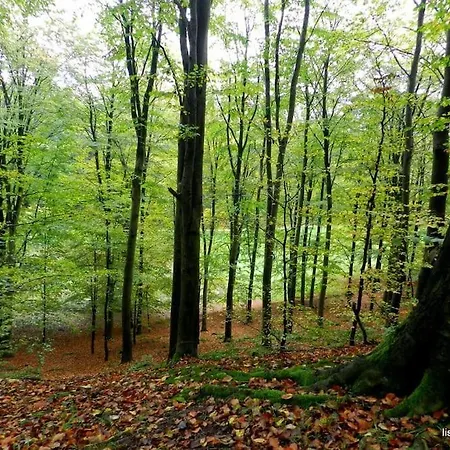 Raekkehus Taet Pa Skov, So Og By
