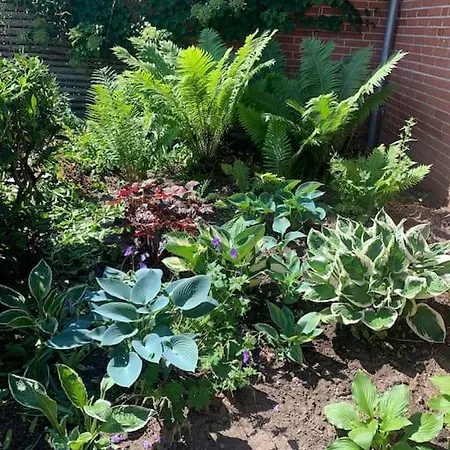 Raekkehus Taet Pa Skov, So Og By